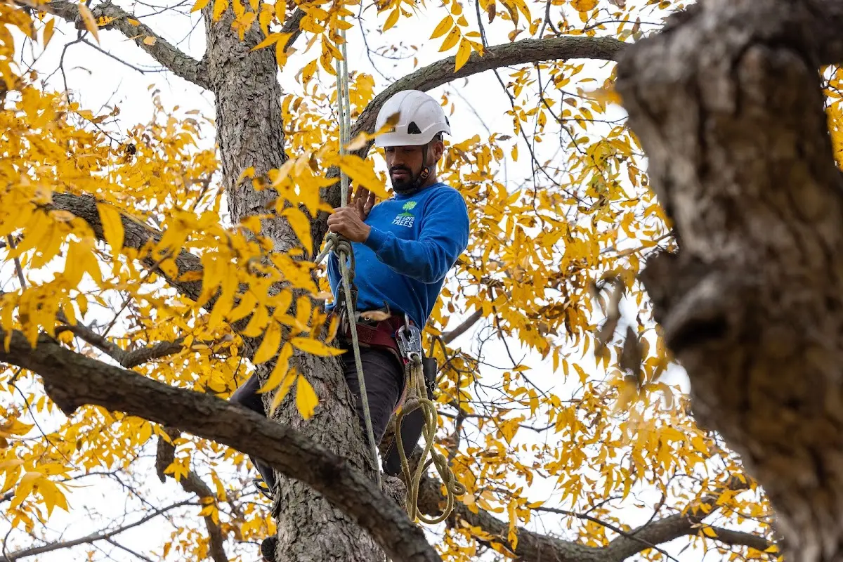 Skilled Tree Pruning crew working in Exline